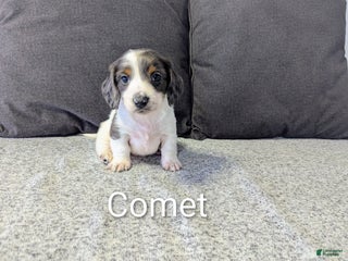 Miniature Dachshund dogs Comet - Ad 11