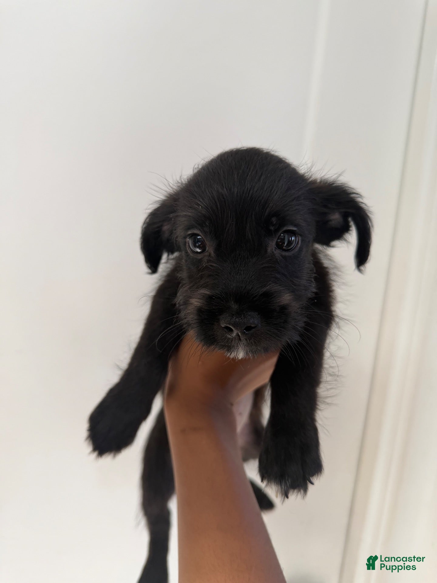 Mixed Breed dogs Mixed Breed 4 - Ad 23