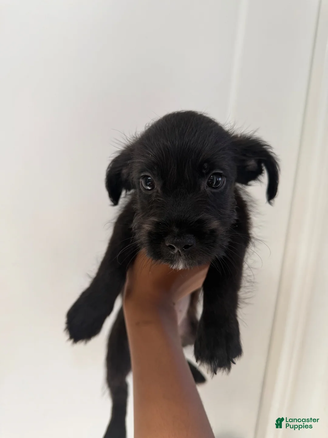 Mixed Breed dogs for sale: Mixed Breed 4 - Ad 1