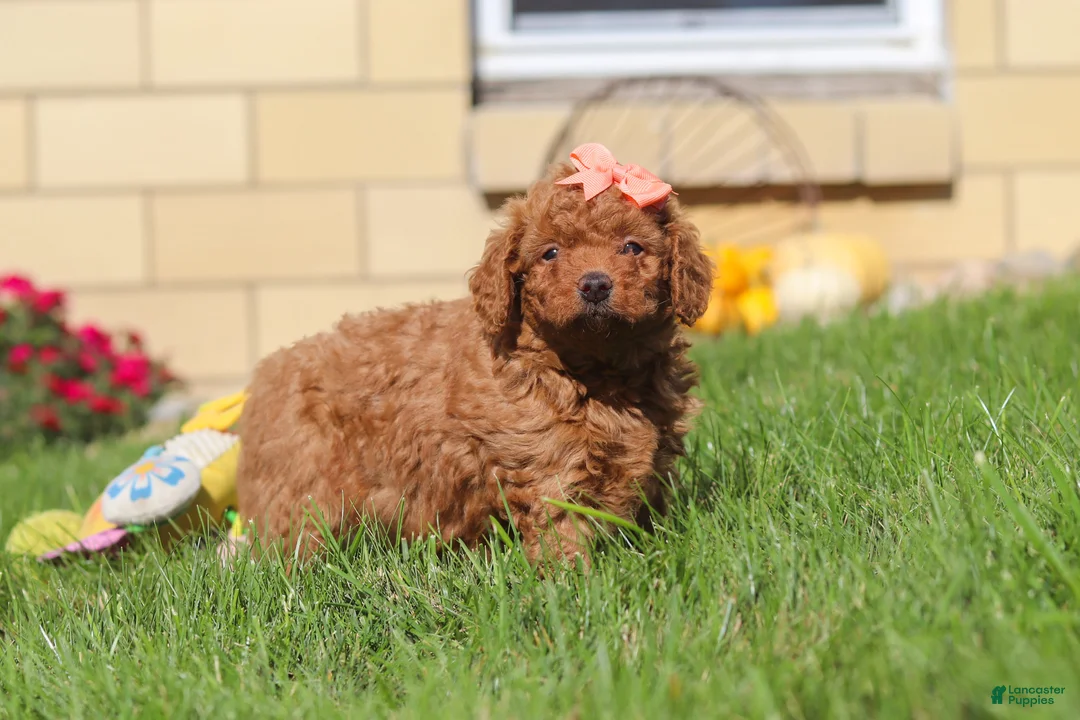 Mini Goldendoodle dogs for sale: Sadie - Ad 1