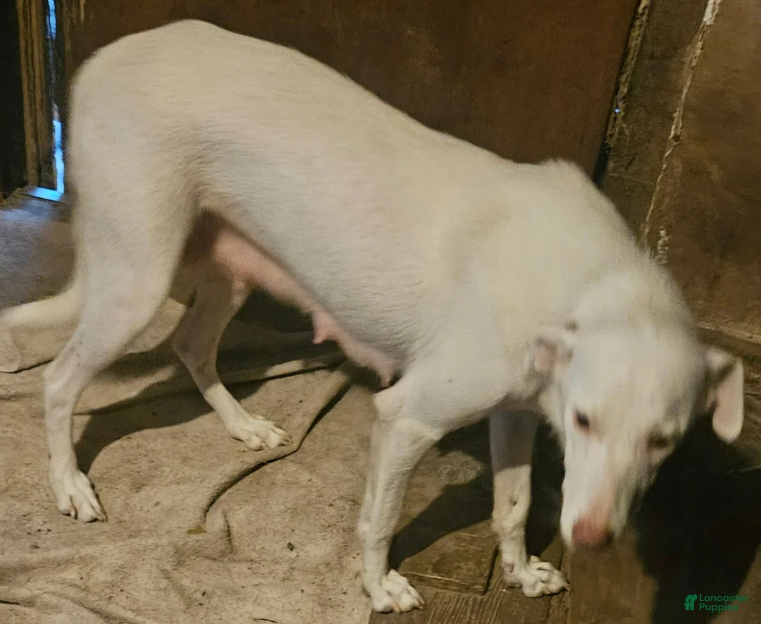 Border Collie dogs for sale: Tia (Call-Text) - Ad 10