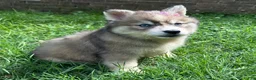 Siberian Husky dogs for sale: RUBY - Ad 11