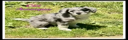 Mini Aussiedoodle dogs for sale: Cici - Ad 1
