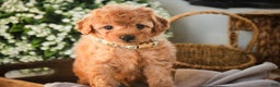 Miniature Poodle dogs for sale: Hunter - Ad 4