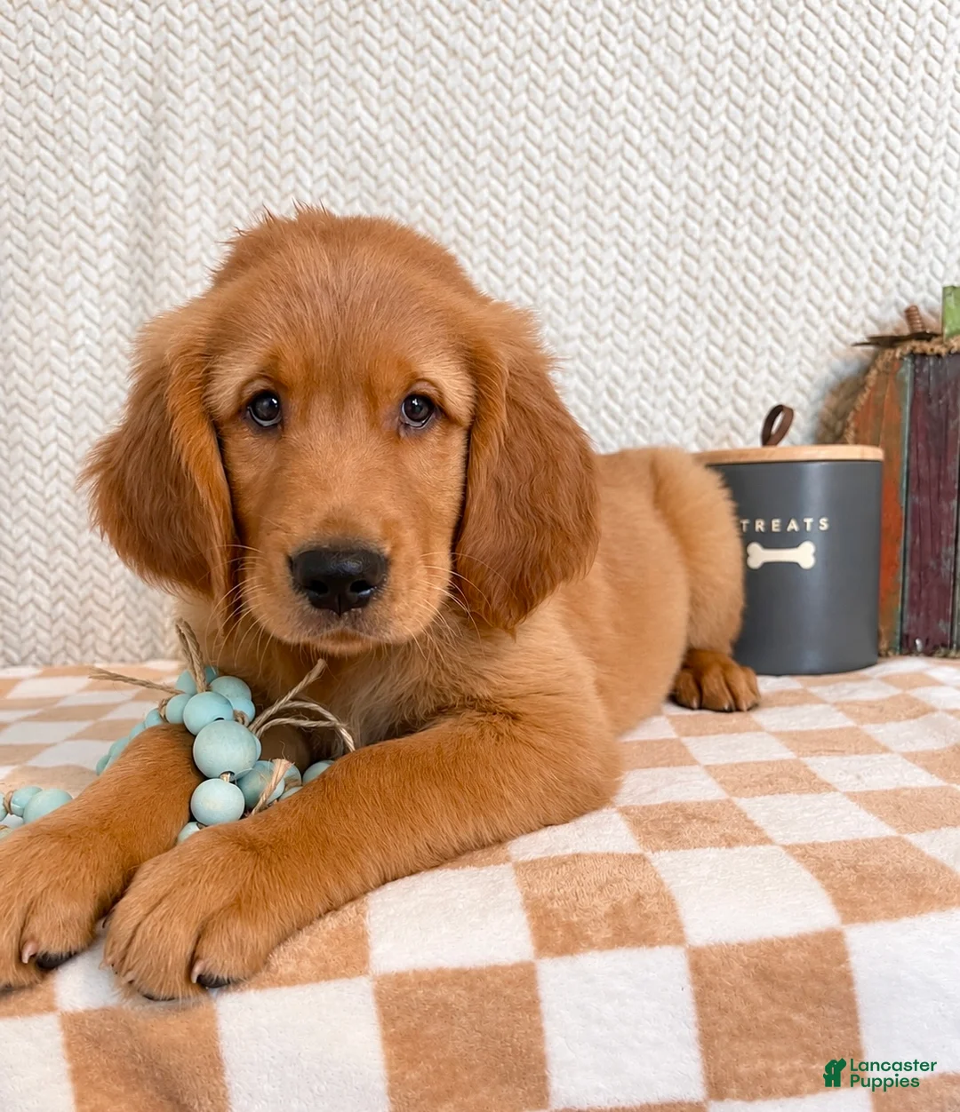 Golden Retriever dogs for sale: Lainey - Ad 4