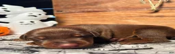 Doberman Pinscher dogs for sale: Frankenstein: European Bloodlines - Ad 3