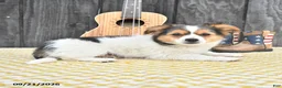 Chihuahua dogs for sale: Rascal - Ad 3