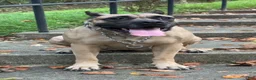 Presa Canario dogs for sale: Presa Canario 3 - Ad 6