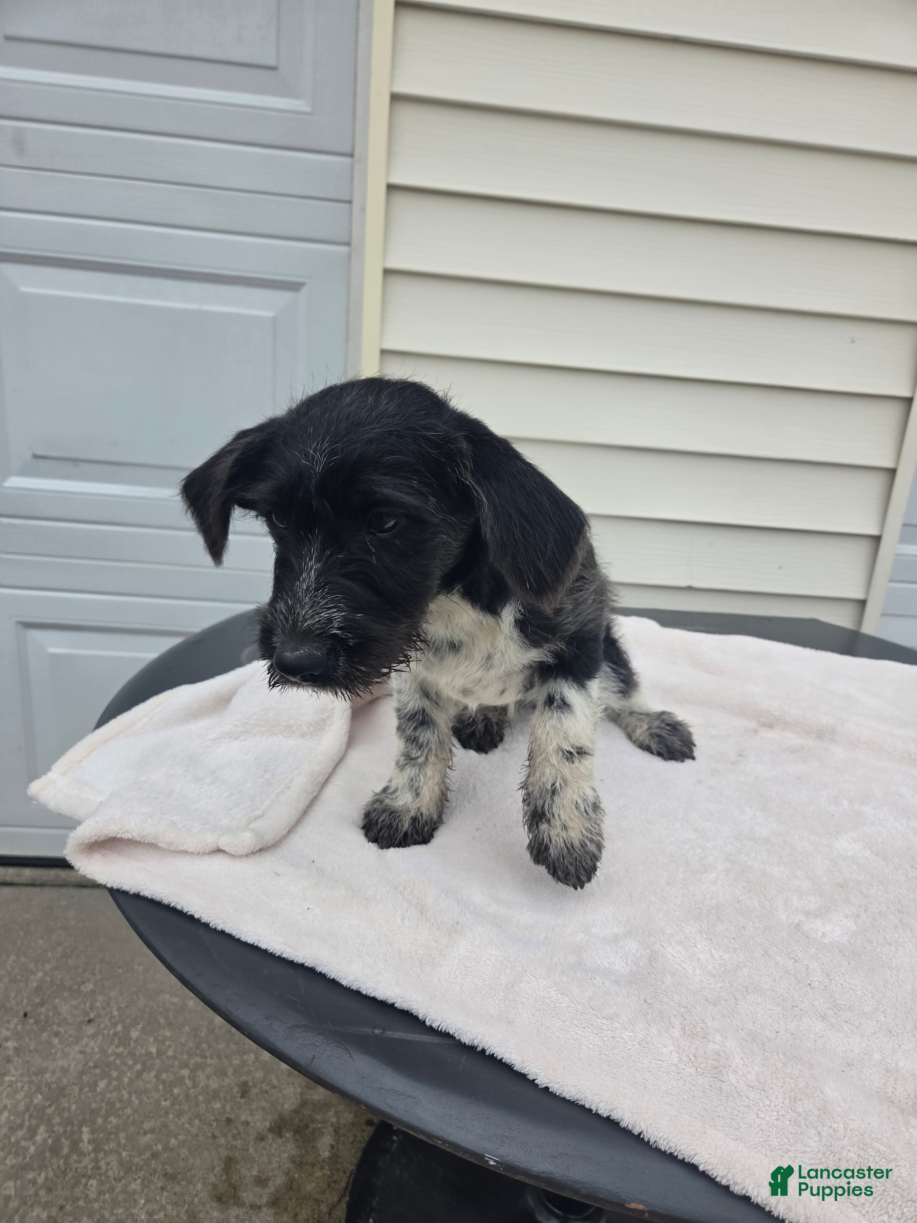 Mini Aussiedoodle dogs Whisker - Ad 2