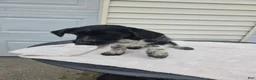Mini Aussiedoodle dogs for sale: Whisker - Ad 2