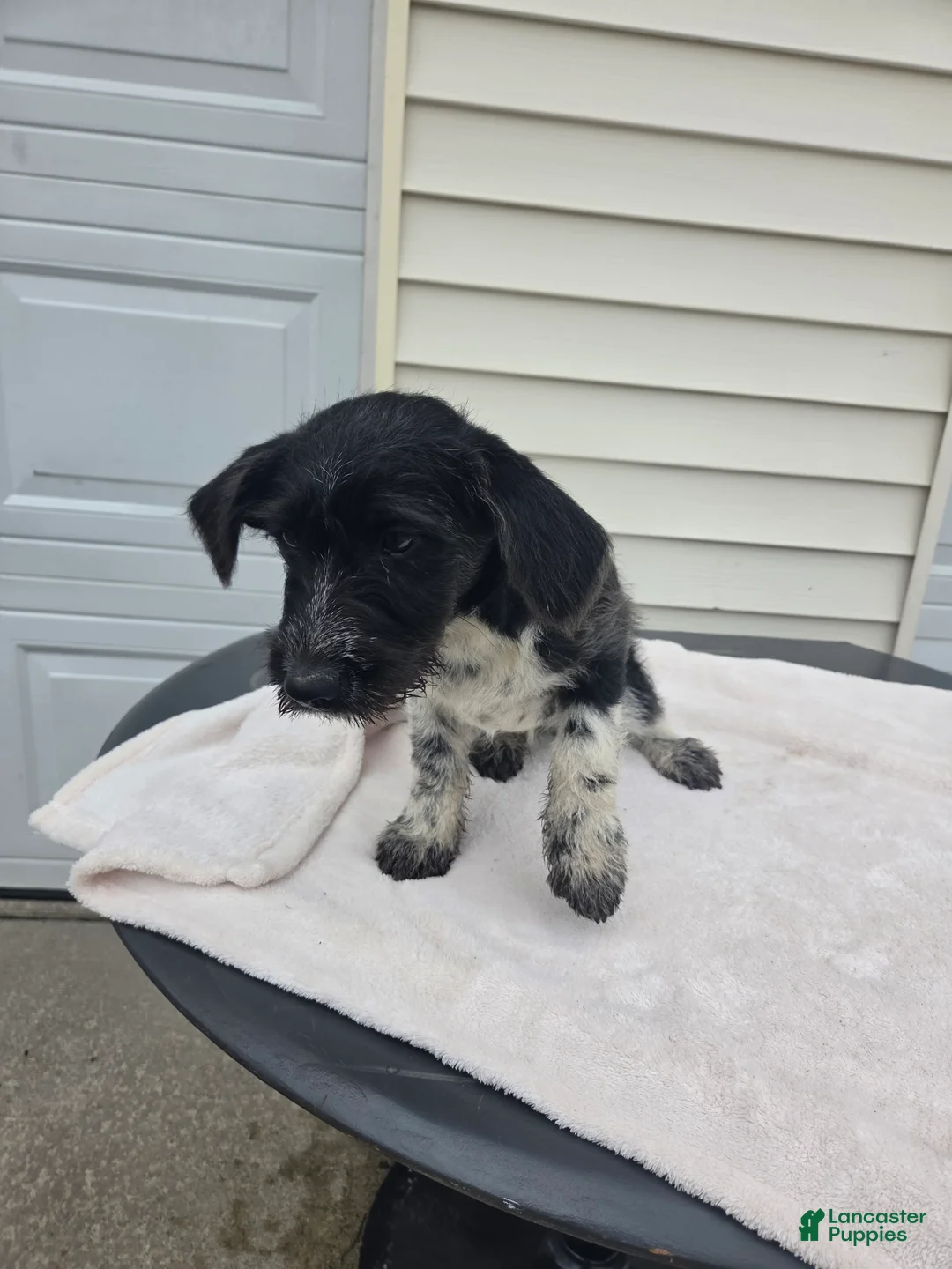 Mini Aussiedoodle dogs for sale: Whisker - Ad 2