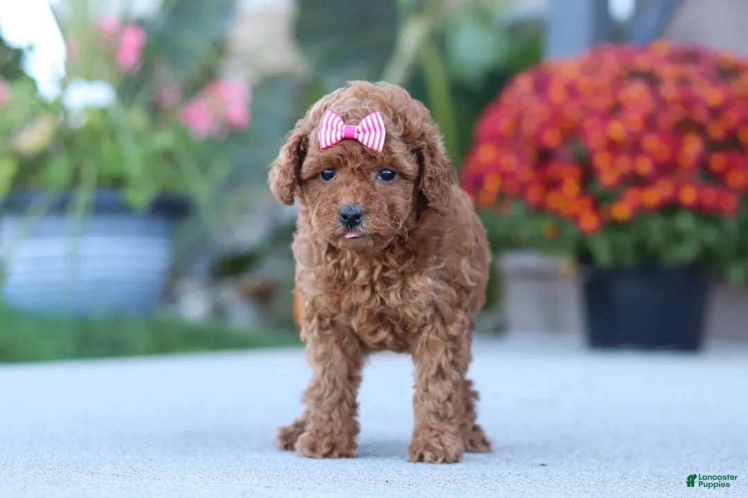 Miniature Poodle dogs for sale: Nala - Ad 1