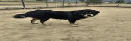 Mixed Breed dogs for sale: Mixed Breed 5 - Ad 5