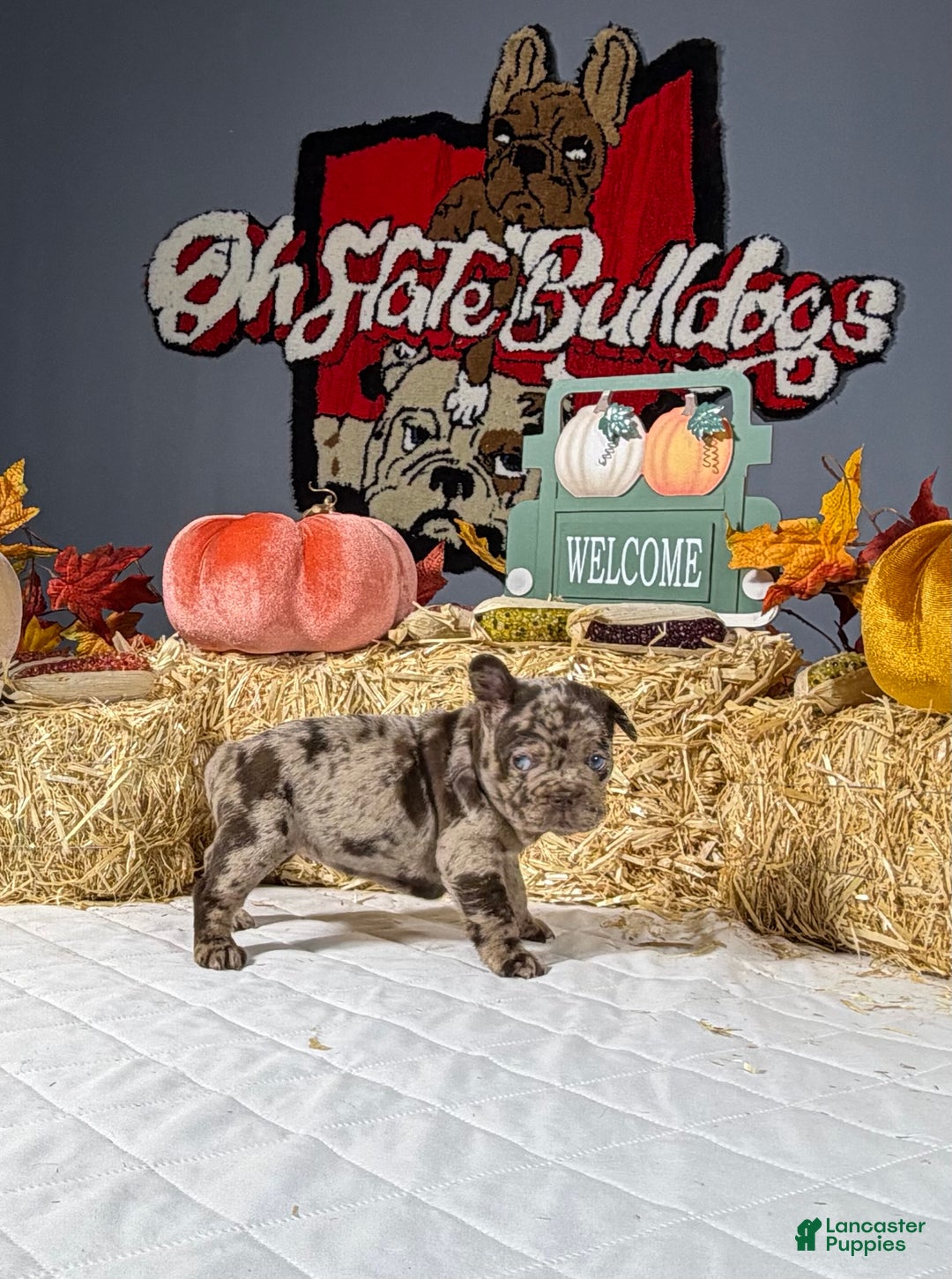 French Bulldog dogs for sale: Bella - Ad 4