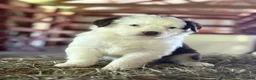 Australian Shepherd dogs for sale: Janna - Ad 6