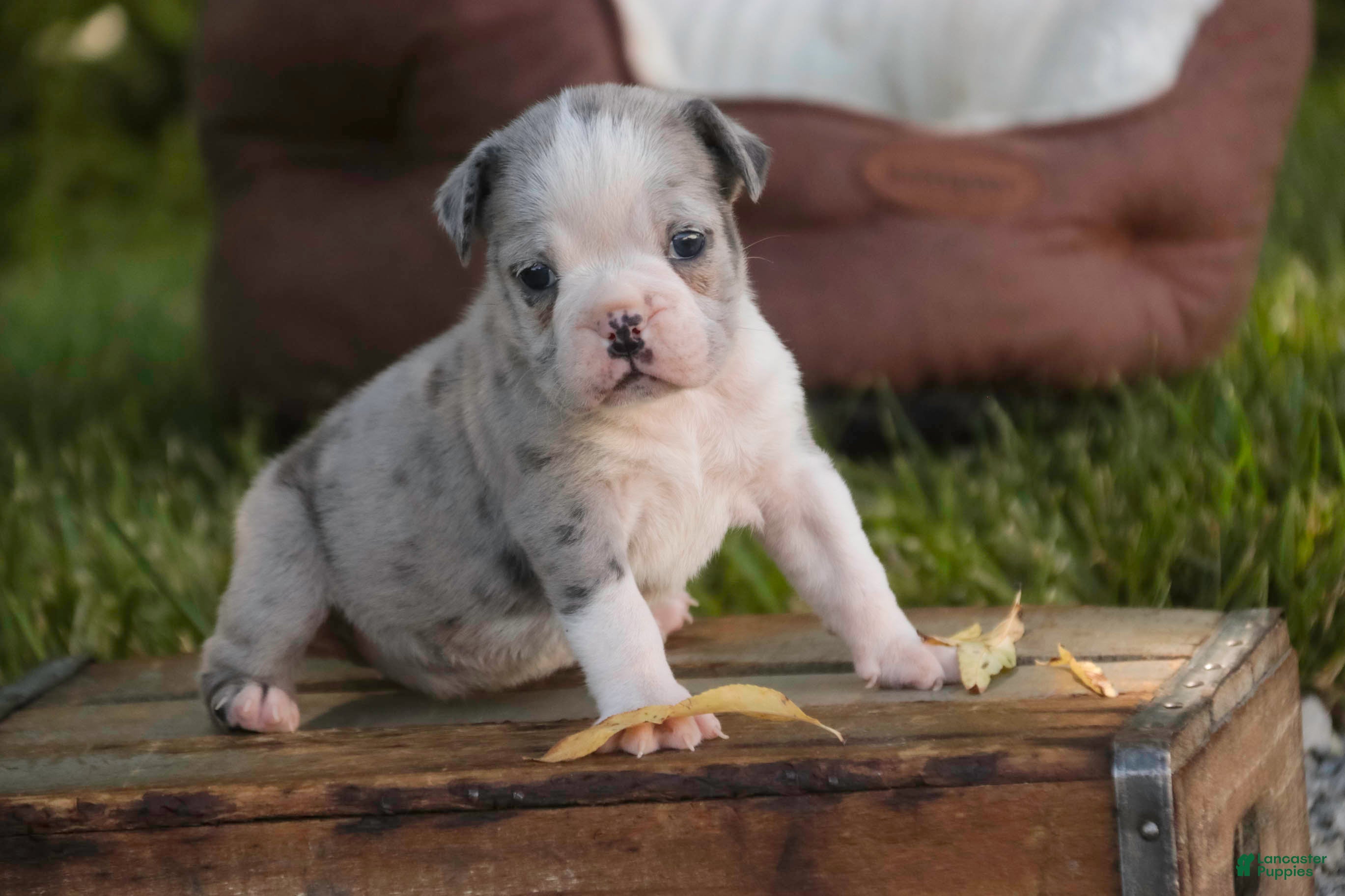 Mixed Breed dogs Splendor Victorian Bulldog - Ad 1