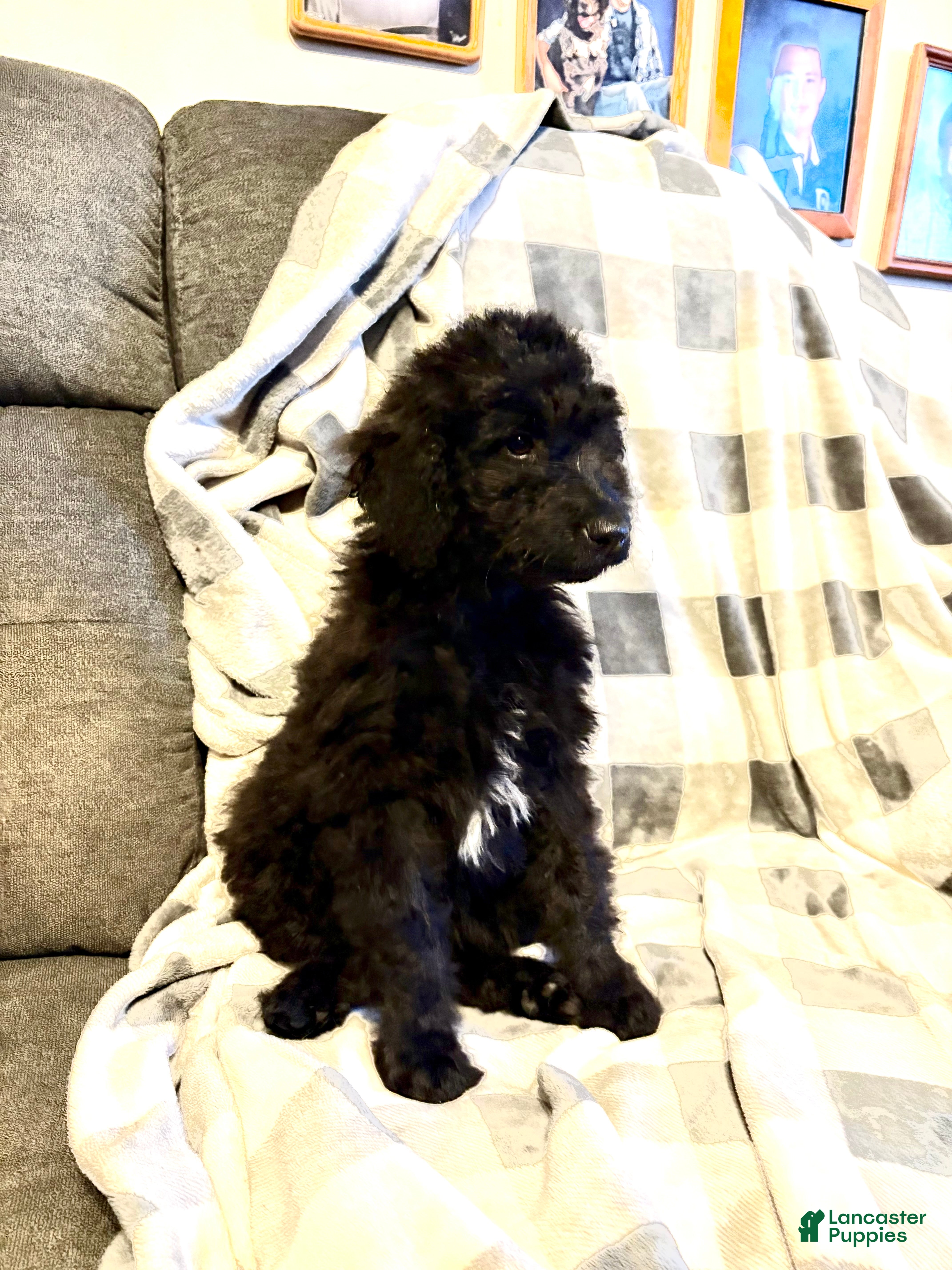 Aussiedoodle dogs Aggie - Ad 10
