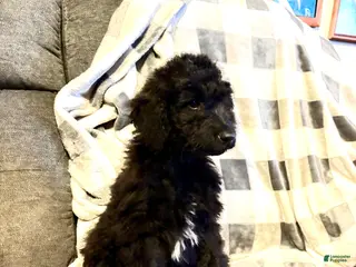 Aussiedoodle dogs Aggie - Ad 10