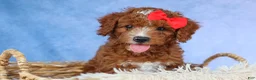 Cavapoo dogs for sale: TUCKER - Ad 3