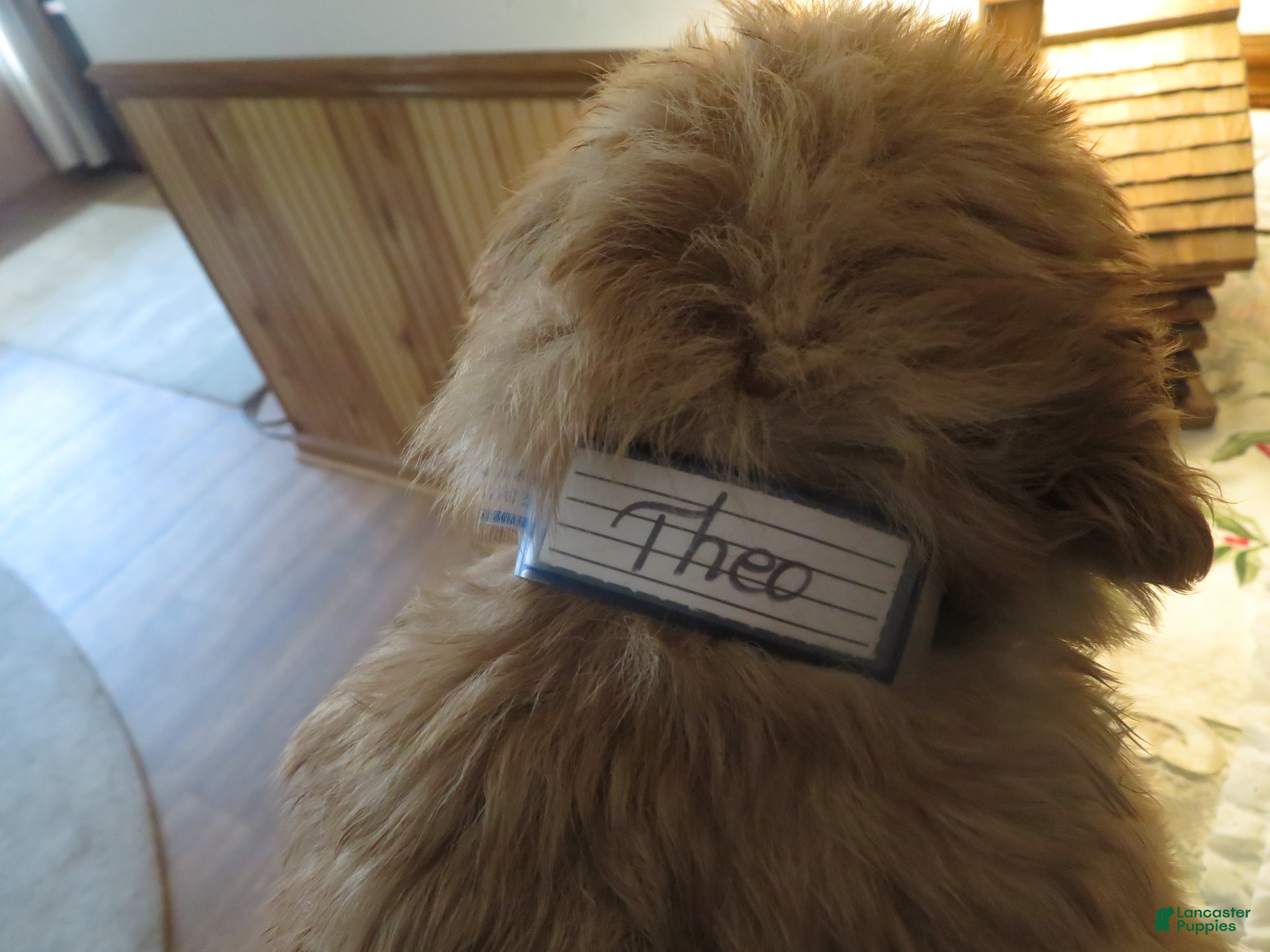 Golden Retriever dogs THEO - CHAMPION LINE - Ad 2