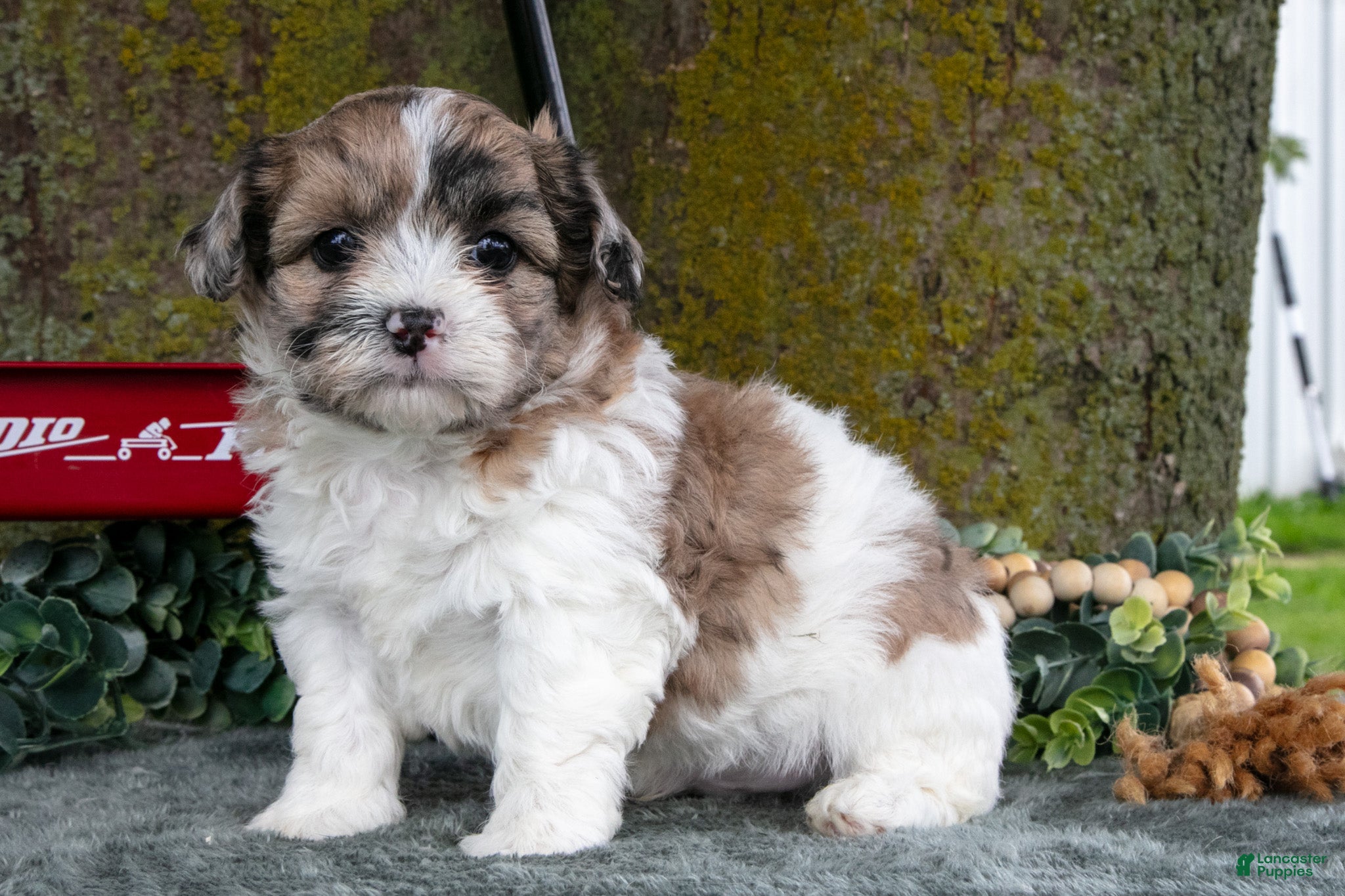 Shihpoo dogs for sale: Mojo - Ad 1