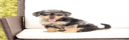 Yorkiepoo dogs for sale: Lewey - Ad 4