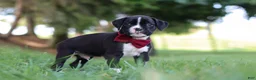 Boxer dogs for sale: Lane - Ad 4