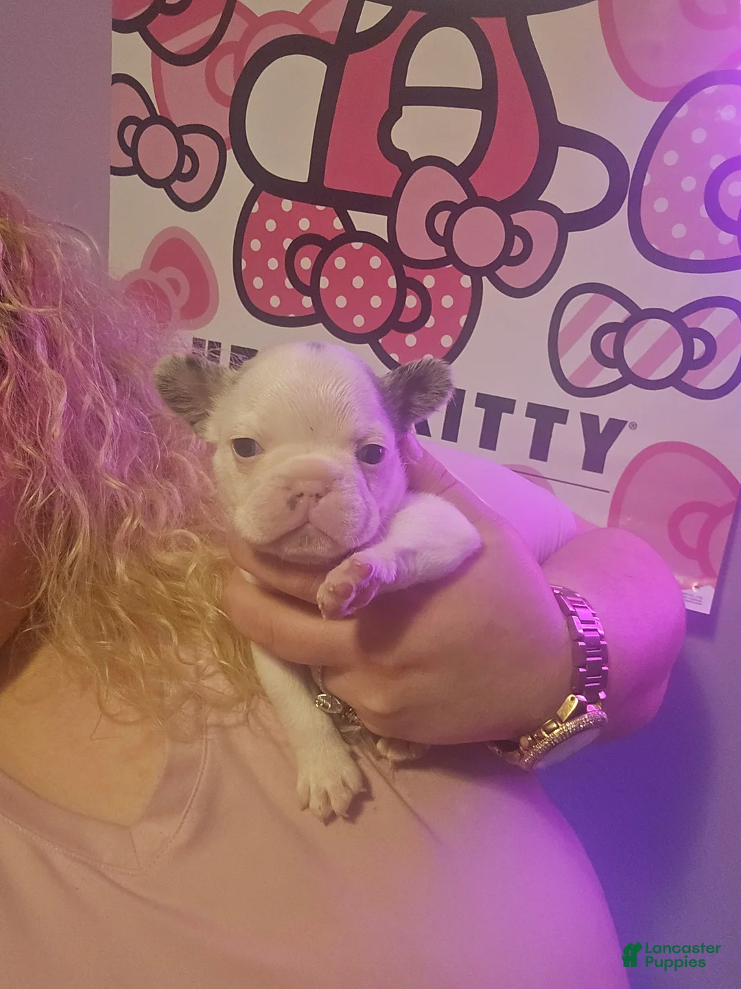 French Bulldog dogs for sale: French Bulldog Puppy 1 - Ad 2
