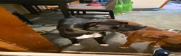 Boxer dogs for sale: Zulu - Ad 10