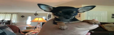 Chihuahua 1