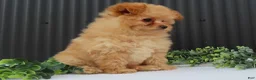 Pomeranian dogs for sale: Rusty 🐾 - Ad 3