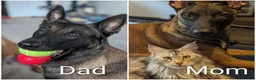 Belgian Malinois dogs for sale: Belgian Malinois 3 - Ad 11