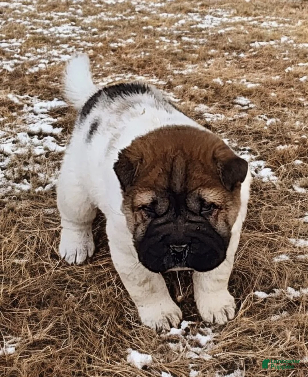 Shar Pei dogs for sale: Marble mini sable flower  - Ad 7