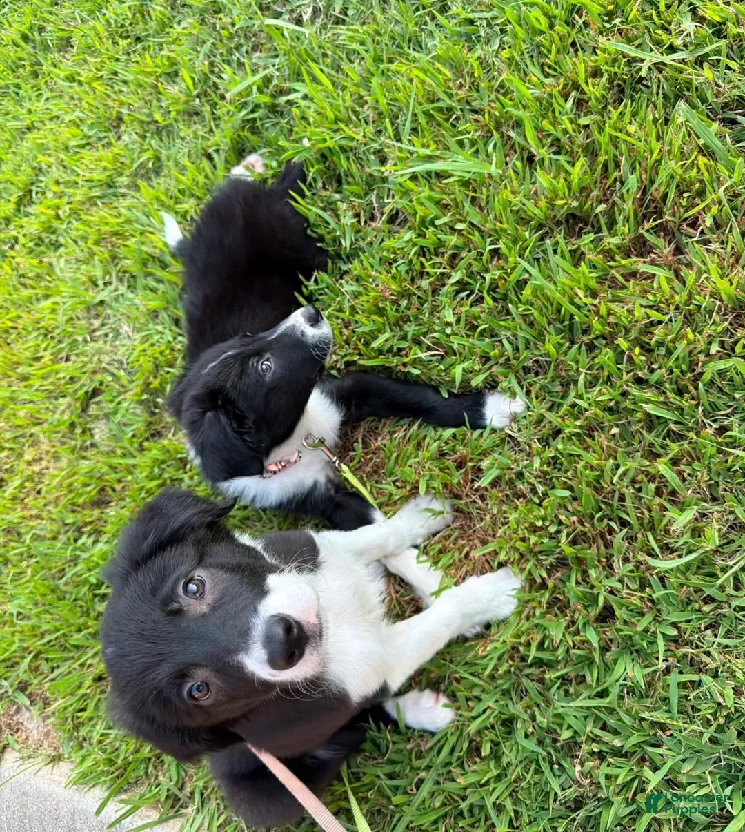 Border Collie dogs for sale: Rockie - Ad 2