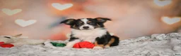 Miniature Australian Shepherd dogs for sale: Angel - Ad 5