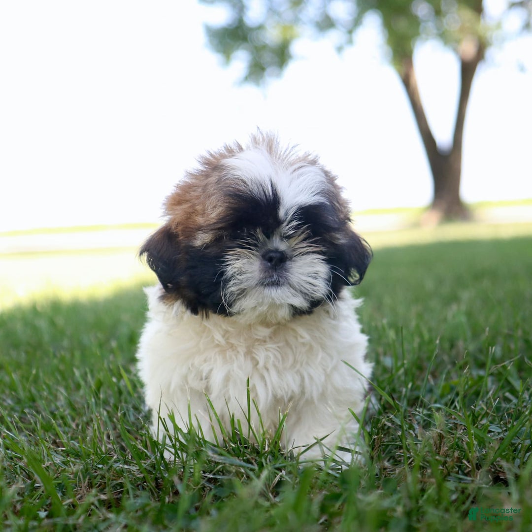 Shih Tzu dogs for sale: Charlie - Ad 7