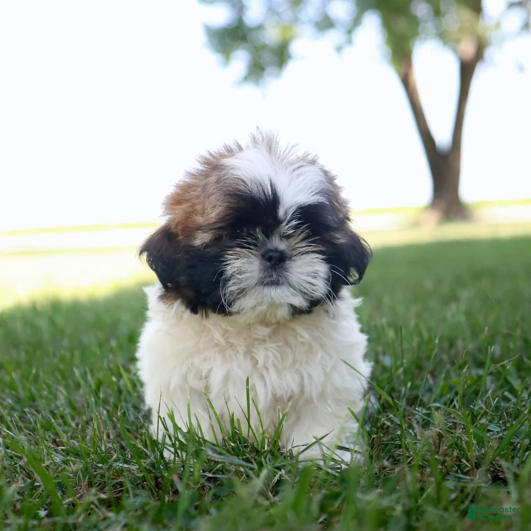 Shih Tzu dogs for sale: Charlie - Ad 7