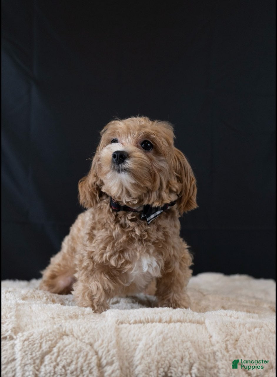 Maltipoo dogs Stone - Ad 1