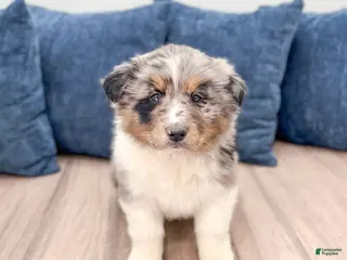 Australian Shepherd dogs for sale: Theodore - Ad 2