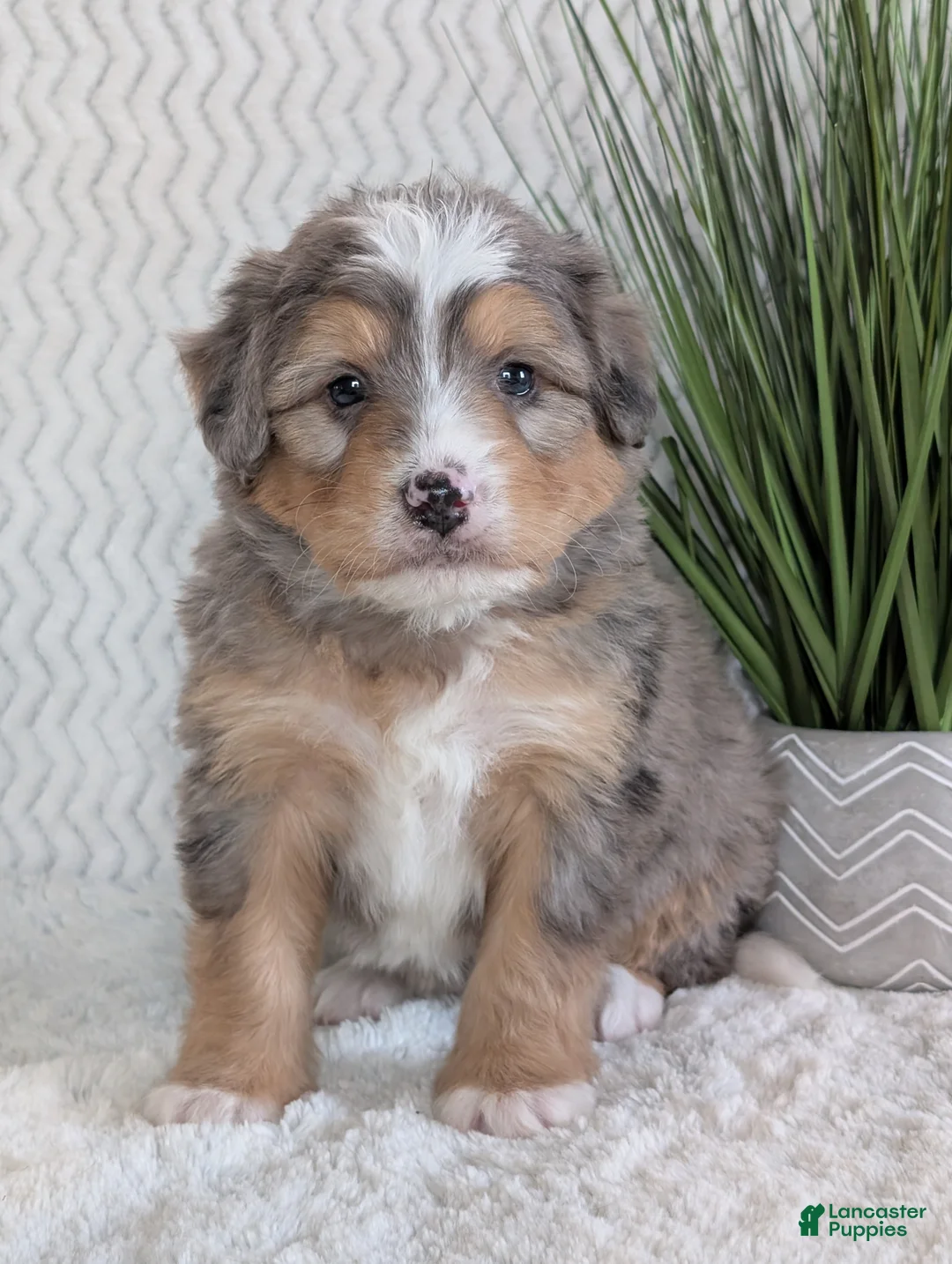Mini Bernedoodle dogs for sale: Mini Dusty  - Ad 9