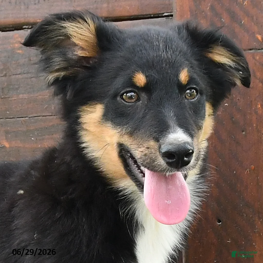 Miniature Australian Shepherd dogs for sale: Gretel - Ad 2