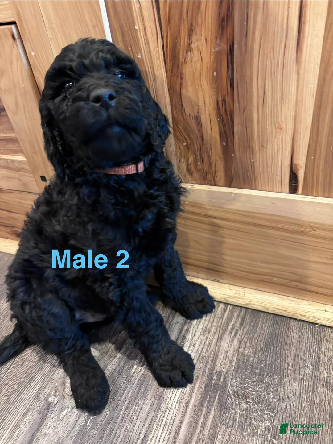 Labradoodle dogs for sale: Labradoodle Puppy 6 - Ad 12