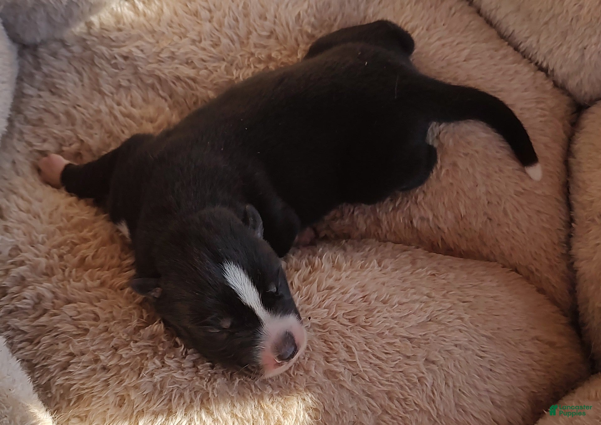 Siberian Husky dogs Siberian Husky Puppy 6 - Ad 7