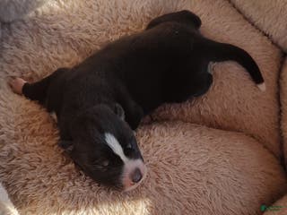 Siberian Husky dogs Siberian Husky Puppy 6 - Ad 7