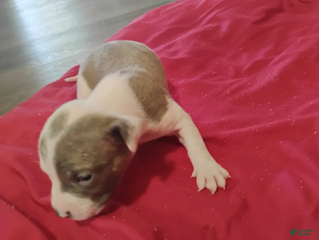American Pit Bull Terrier dogs for sale: American Pit Bull Terrier 1 - Ad 1