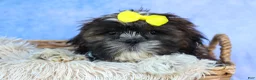 Shih Tzu dogs for sale: RUBBLE - Ad 6