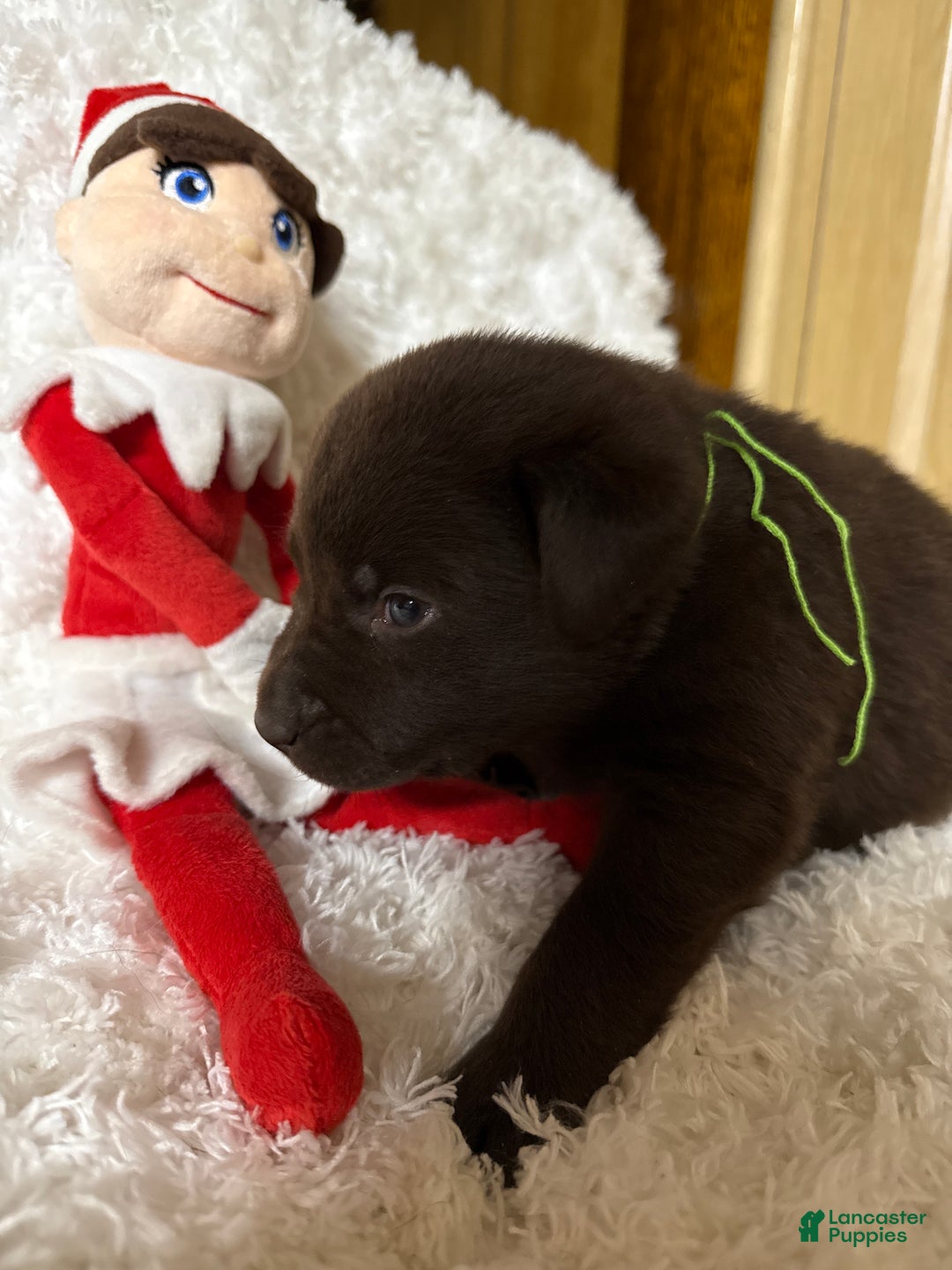 Labrador Retriever dogs for sale: Labrador Retriever JACKIE - Ad 8