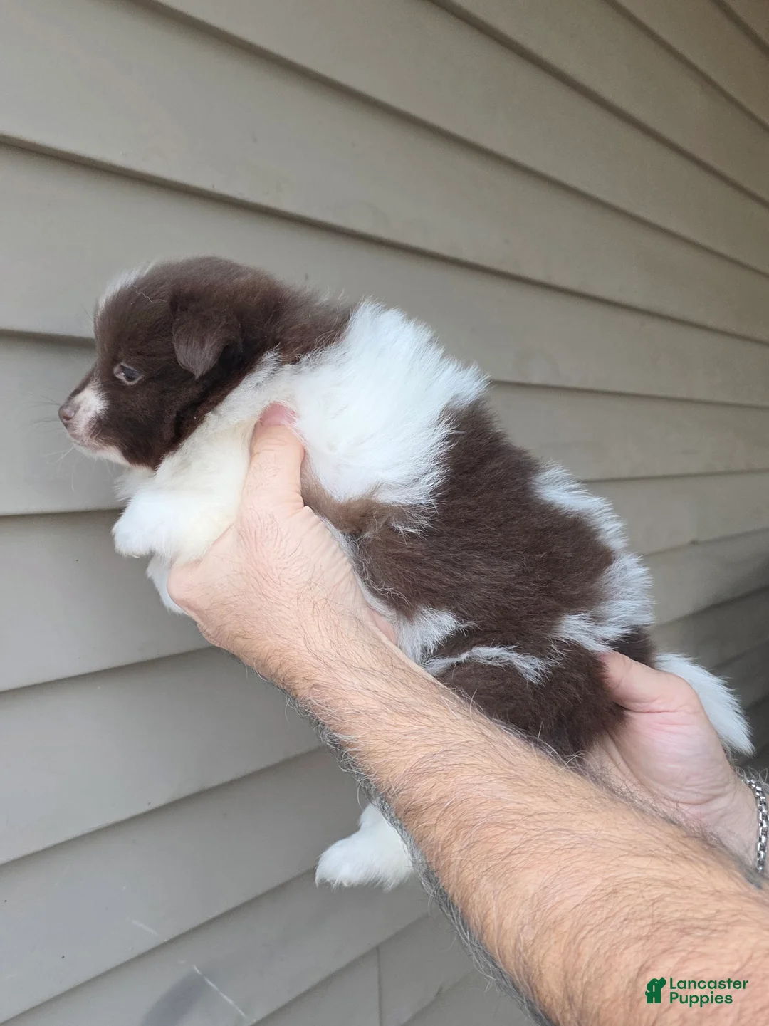 Pomeranian dogs for sale: Jerry  - Ad 2