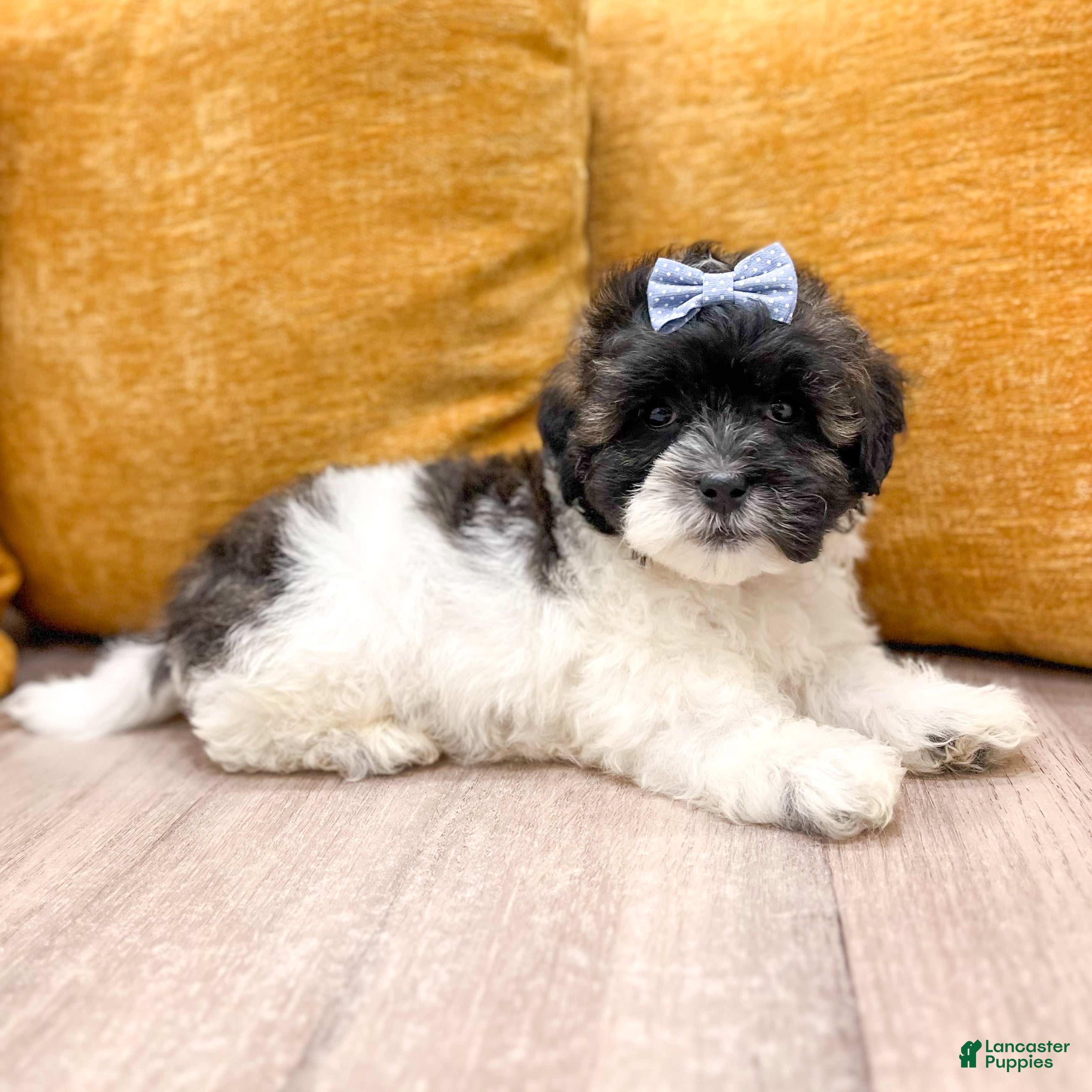 Shihpoo dogs Sparky - Ad 1