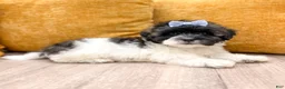 Shihpoo dogs for sale: Sparky - Ad 3
